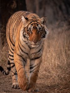 Preview wallpaper tiger, predator, animal, glance, big cat, wildlife