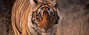 Preview wallpaper tiger, predator, animal, glance, big cat, wildlife