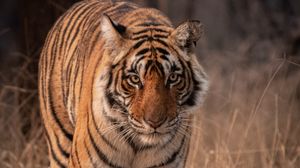 Preview wallpaper tiger, predator, animal, glance, big cat, wildlife