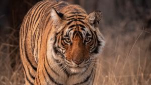 Preview wallpaper tiger, predator, animal, glance, big cat, wildlife