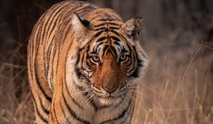 Preview wallpaper tiger, predator, animal, glance, big cat, wildlife