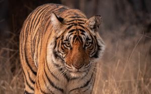 Preview wallpaper tiger, predator, animal, glance, big cat, wildlife