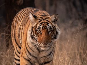 Preview wallpaper tiger, predator, animal, glance, big cat, wildlife