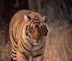 Preview wallpaper tiger, predator, animal, glance, big cat, wildlife