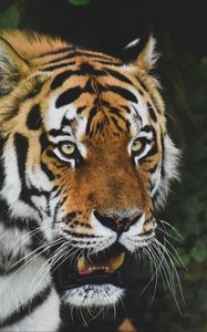 Preview wallpaper tiger, predator, animal, glance, roar, big cat