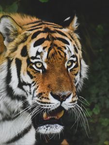 Preview wallpaper tiger, predator, animal, glance, roar, big cat