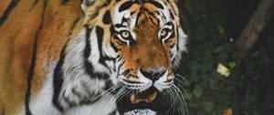 Preview wallpaper tiger, predator, animal, glance, roar, big cat