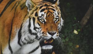 Preview wallpaper tiger, predator, animal, glance, roar, big cat