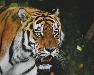 Preview wallpaper tiger, predator, animal, glance, roar, big cat