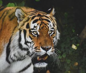 Preview wallpaper tiger, predator, animal, glance, roar, big cat