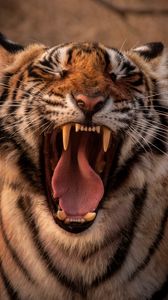 Preview wallpaper tiger, predator, animal, yawn, protruding tongue