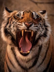 Preview wallpaper tiger, predator, animal, yawn, protruding tongue