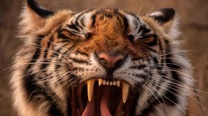 Preview wallpaper tiger, predator, animal, yawn, protruding tongue