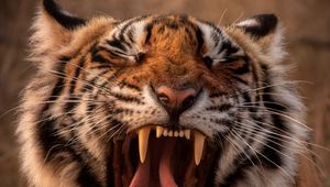 Preview wallpaper tiger, predator, animal, yawn, protruding tongue