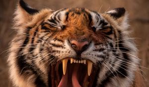 Preview wallpaper tiger, predator, animal, yawn, protruding tongue