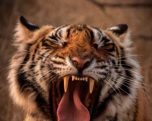 Preview wallpaper tiger, predator, animal, yawn, protruding tongue