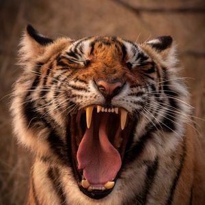 Preview wallpaper tiger, predator, animal, yawn, protruding tongue