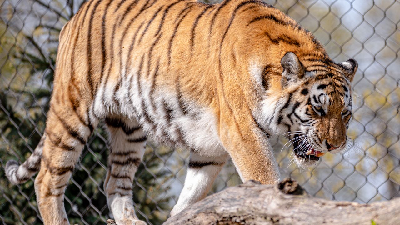 Wallpaper tiger, predator, animal, big cat, wild