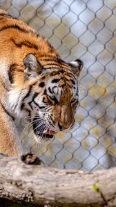 Preview wallpaper tiger, predator, animal, big cat, wild