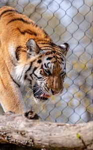 Preview wallpaper tiger, predator, animal, big cat, wild
