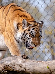 Preview wallpaper tiger, predator, animal, big cat, wild