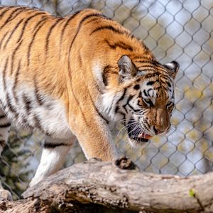 Preview wallpaper tiger, predator, animal, big cat, wild