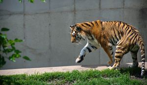 Preview wallpaper tiger, predator, animal, big cat