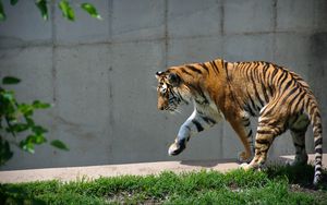 Preview wallpaper tiger, predator, animal, big cat