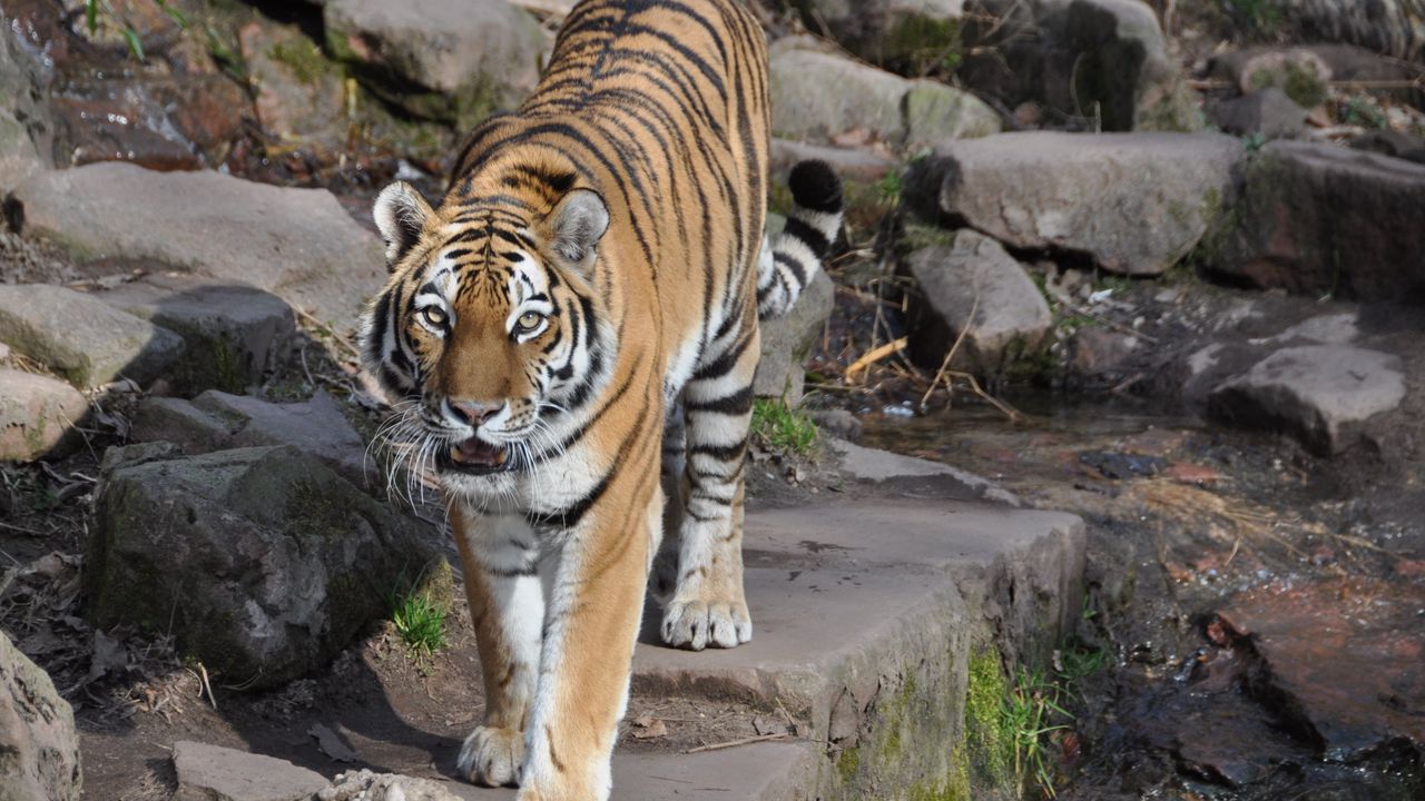 Wallpaper tiger, predator, animal, roar, big cat