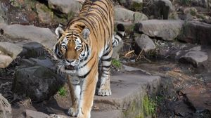 Preview wallpaper tiger, predator, animal, roar, big cat