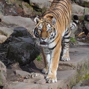 Preview wallpaper tiger, predator, animal, roar, big cat