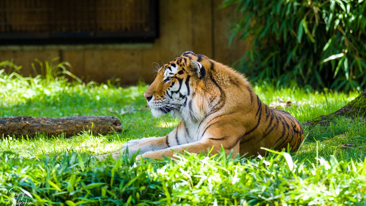 Wallpaper tiger, predator, animal, big cat, grass
