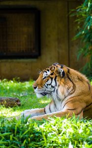 Preview wallpaper tiger, predator, animal, big cat, grass