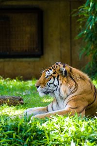 Preview wallpaper tiger, predator, animal, big cat, grass