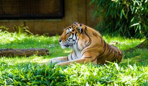 Preview wallpaper tiger, predator, animal, big cat, grass
