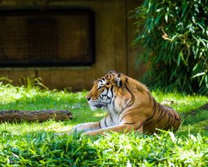 Preview wallpaper tiger, predator, animal, big cat, grass