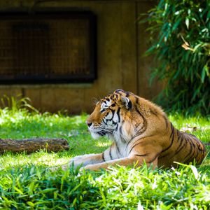 Preview wallpaper tiger, predator, animal, big cat, grass
