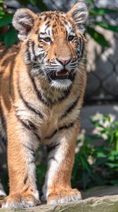Preview wallpaper tiger, predator, animal, roar