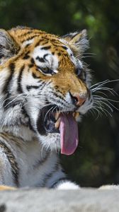 Preview wallpaper tiger, predator, animal, protruding tongue, big cat