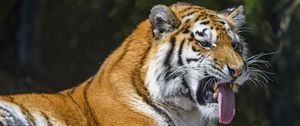 Preview wallpaper tiger, predator, animal, protruding tongue, big cat