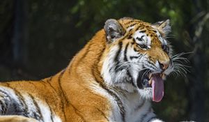 Preview wallpaper tiger, predator, animal, protruding tongue, big cat