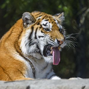 Preview wallpaper tiger, predator, animal, protruding tongue, big cat