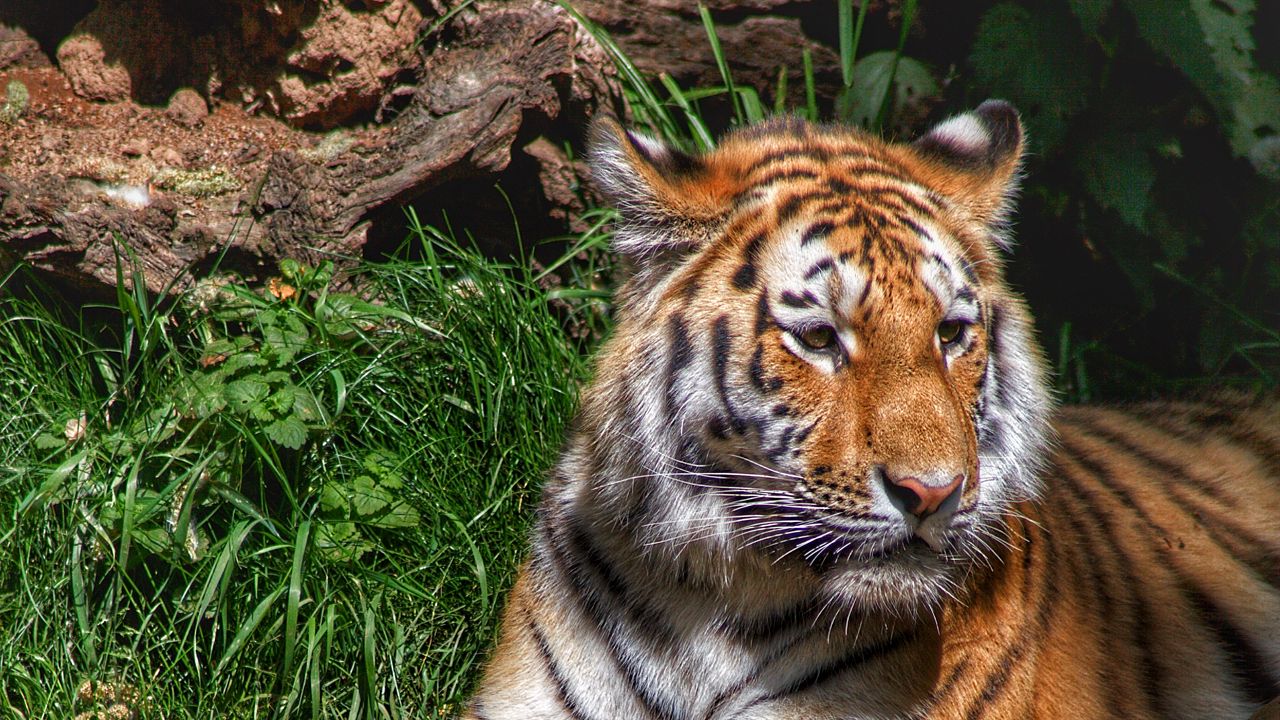 Wallpaper tiger, predator, animal, relax, big cat