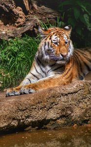 Preview wallpaper tiger, predator, animal, relax, big cat