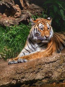 Preview wallpaper tiger, predator, animal, relax, big cat