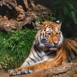 Preview wallpaper tiger, predator, animal, relax, big cat