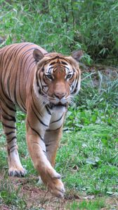 Preview wallpaper tiger, predator, animal, big cat, wildlife