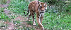 Preview wallpaper tiger, predator, animal, big cat, wildlife