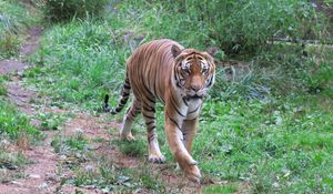 Preview wallpaper tiger, predator, animal, big cat, wildlife