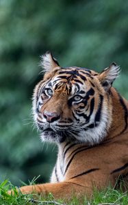 Preview wallpaper tiger, predator, animal, big cat, glance